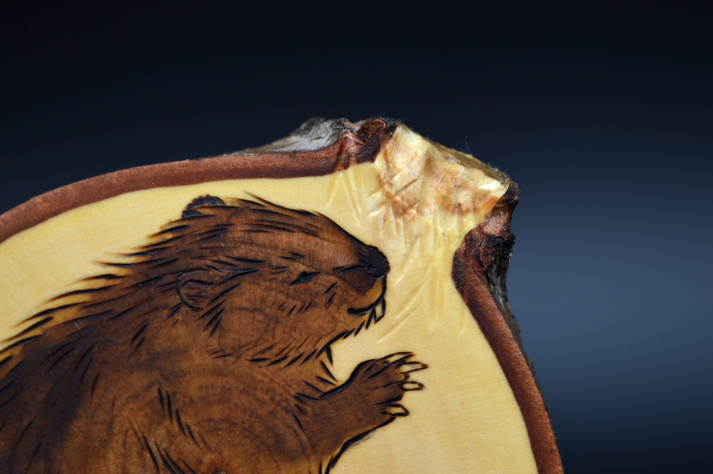 North American Beaver