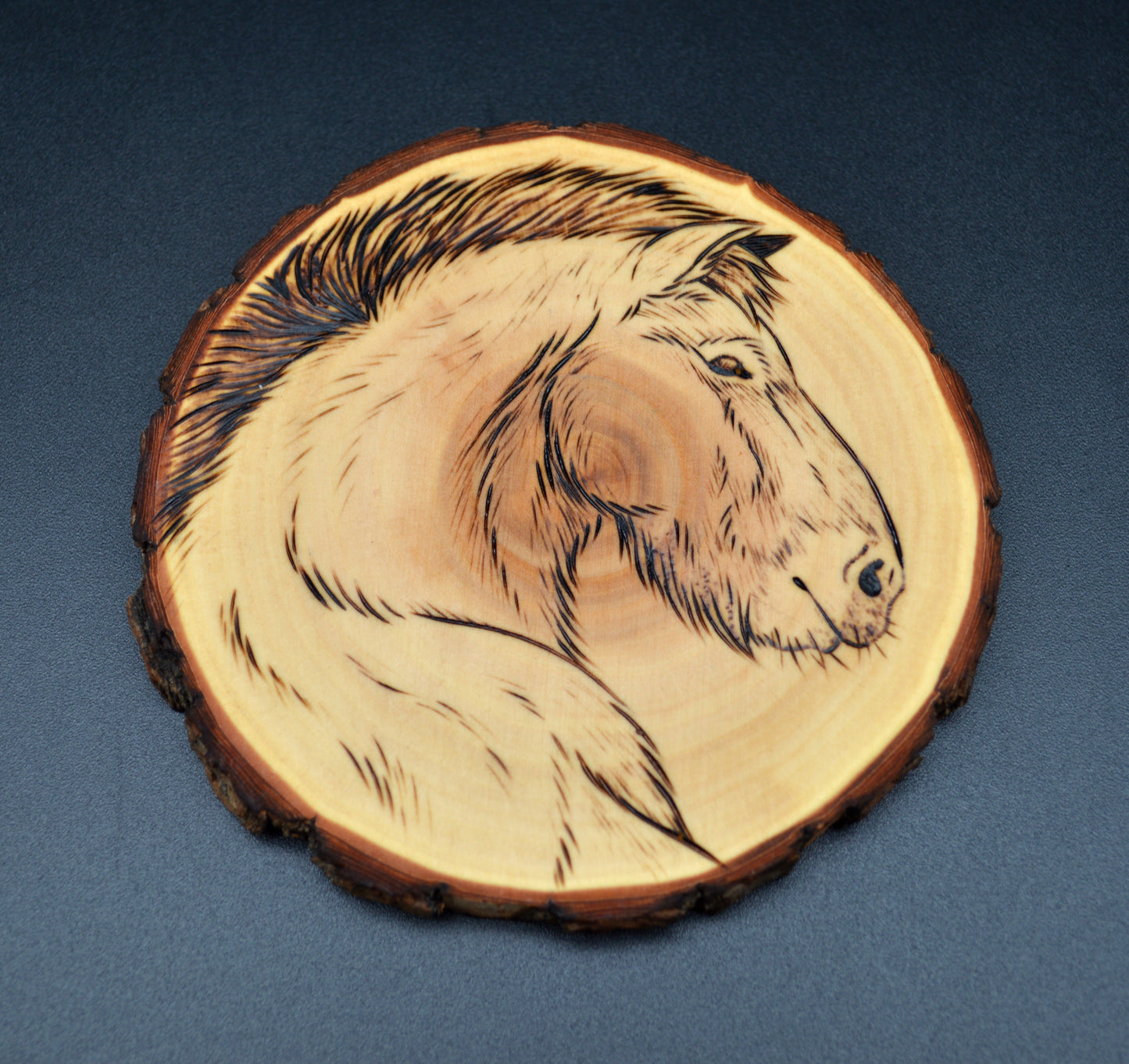 Przewalski's Horse Portrait