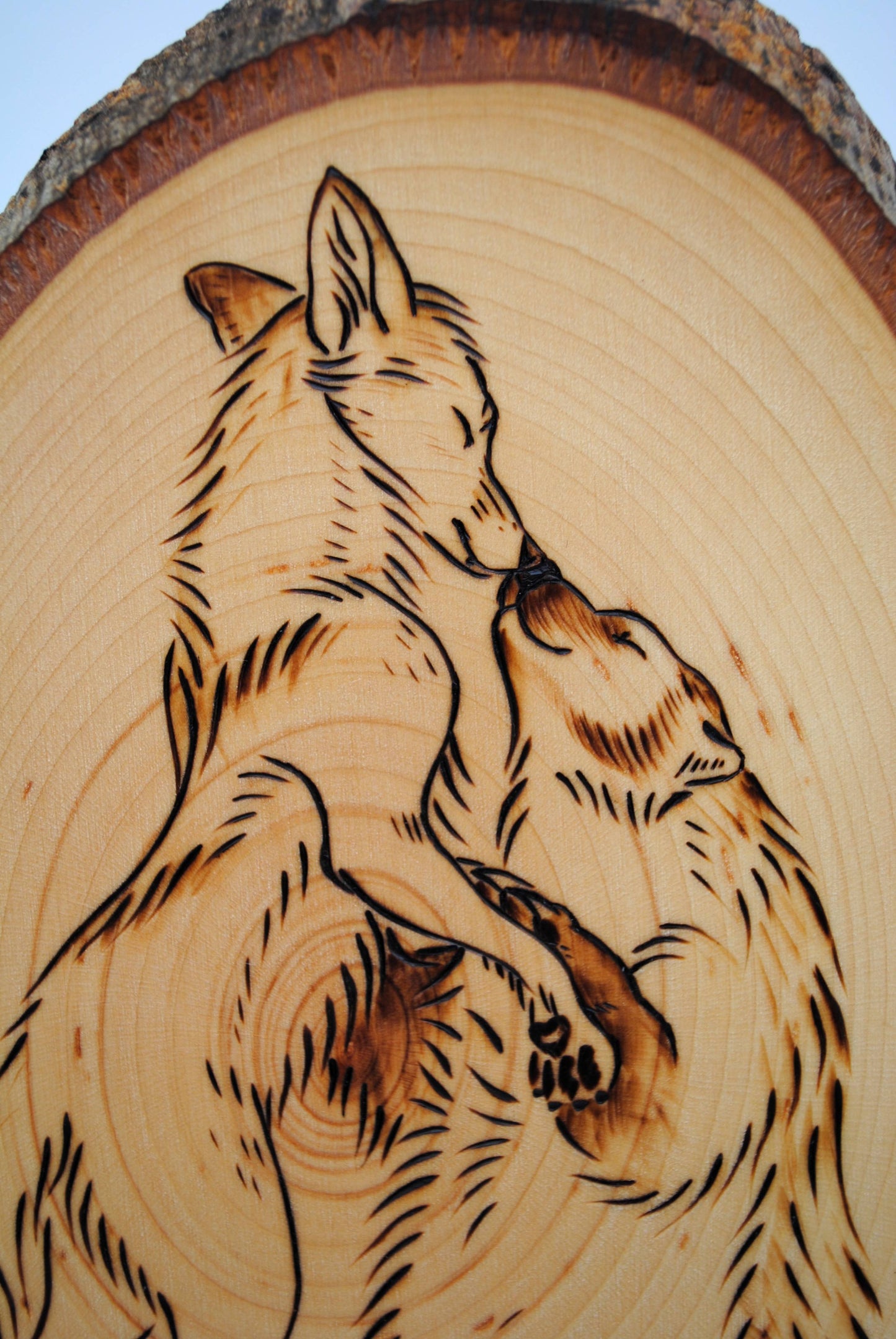 Badger and Coyote Dance