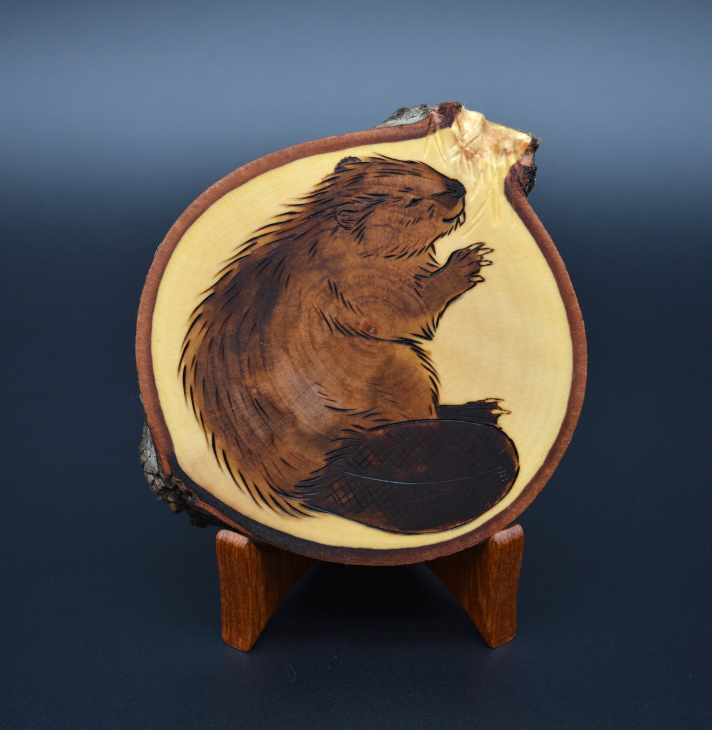 North American Beaver