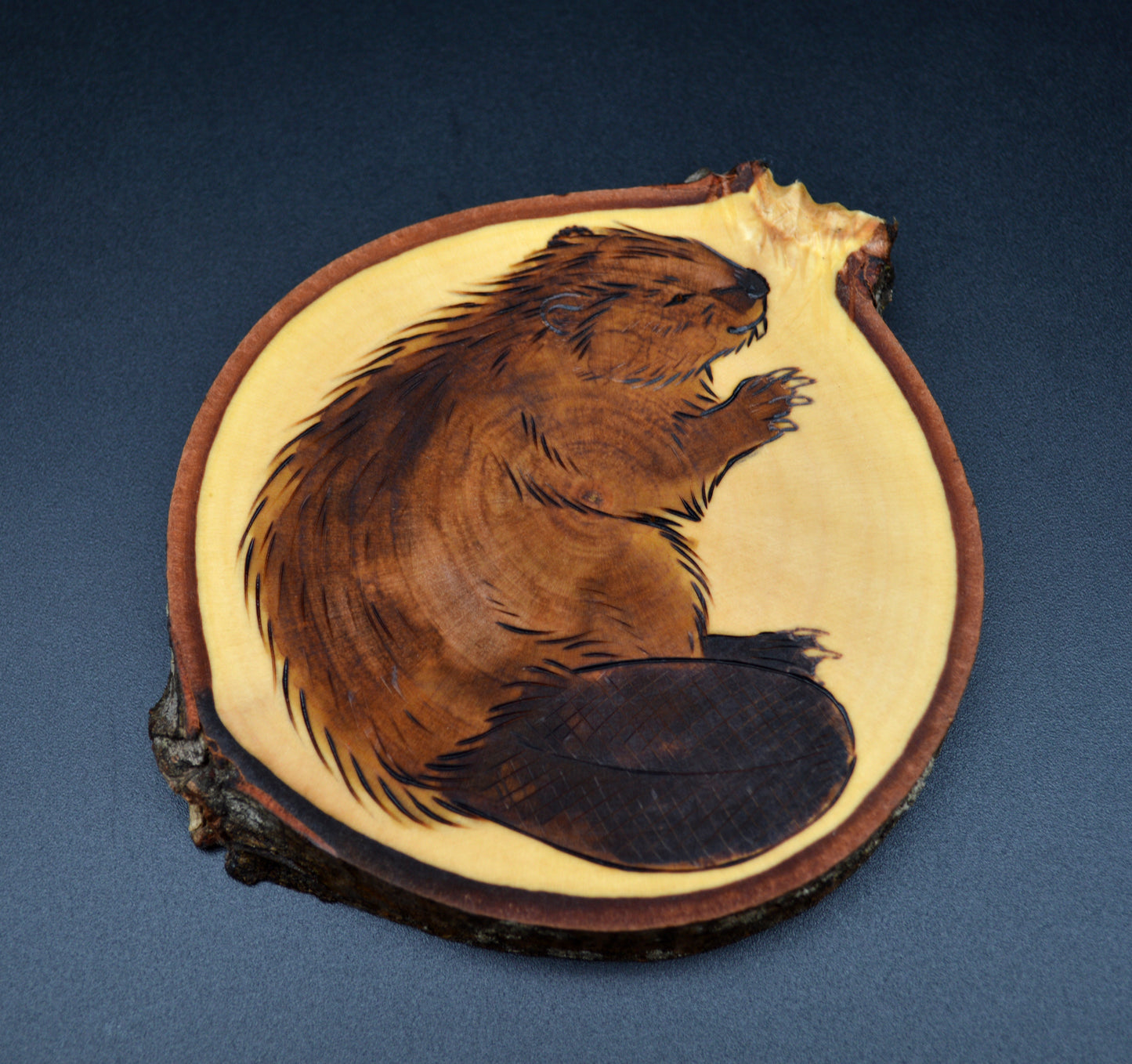 North American Beaver
