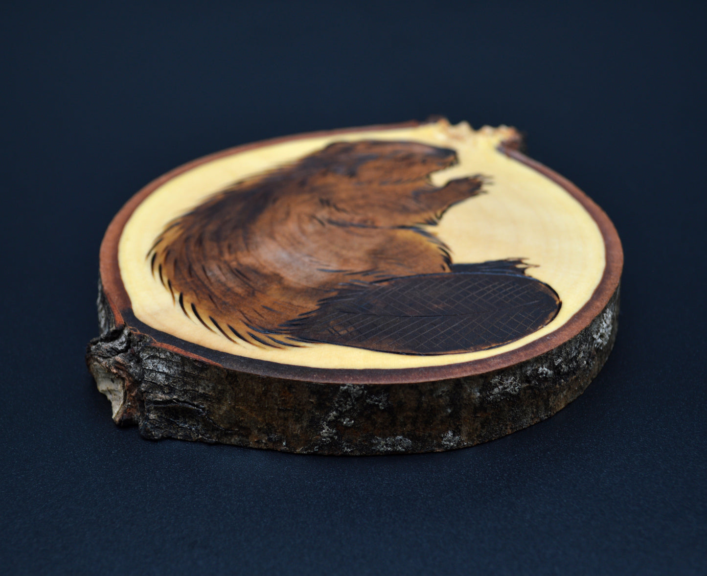 North American Beaver