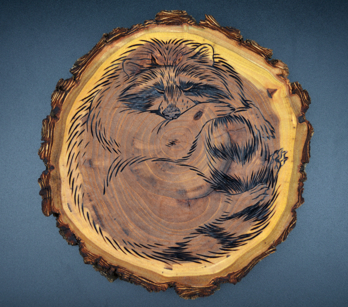 Raccoon Snooze