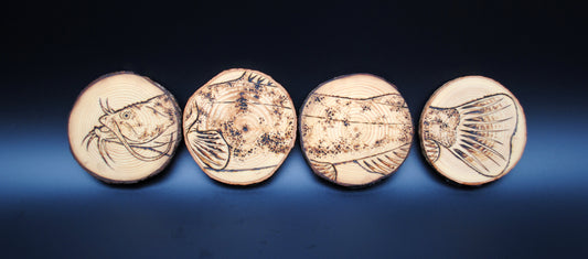 Flathead Catfish Coaster Set/Wall Art