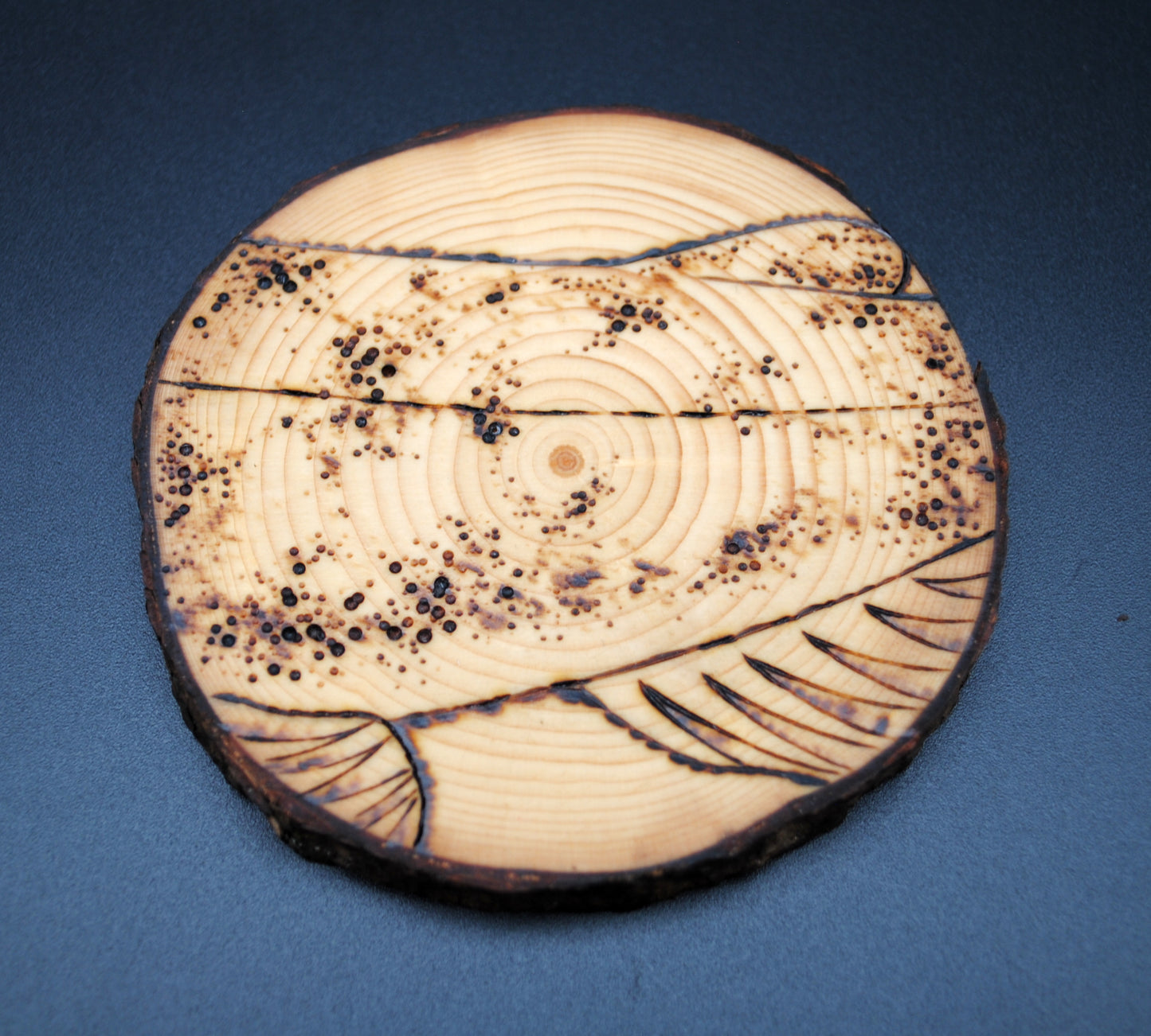 Flathead Catfish Coaster Set/Wall Art