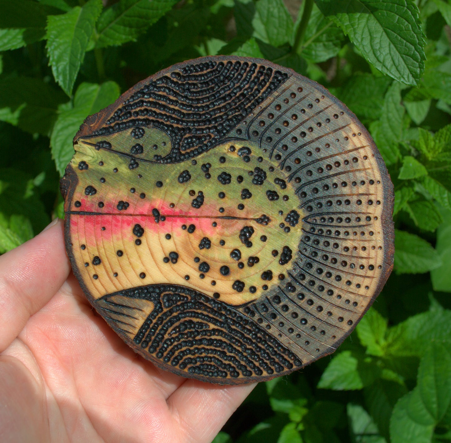 Rainbow Trout Coaster Set/Wall Art