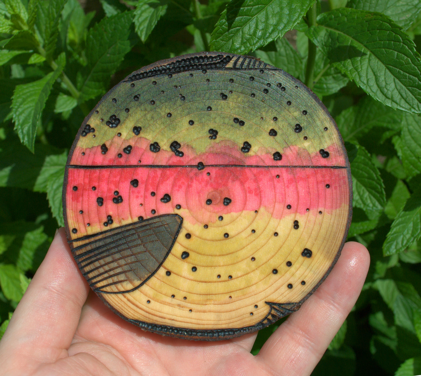 Rainbow Trout Coaster Set/Wall Art