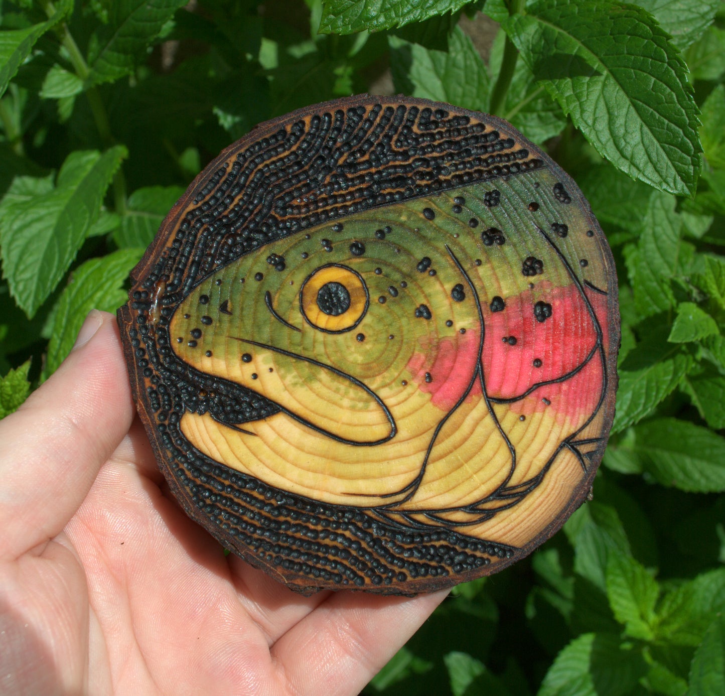 Rainbow Trout Coaster Set/Wall Art