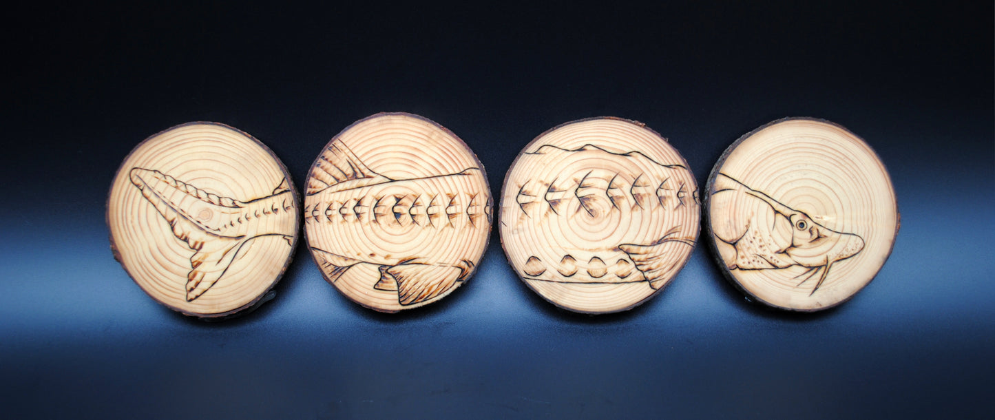 Atlantic Sturgeon Coaster Set/Wall Art